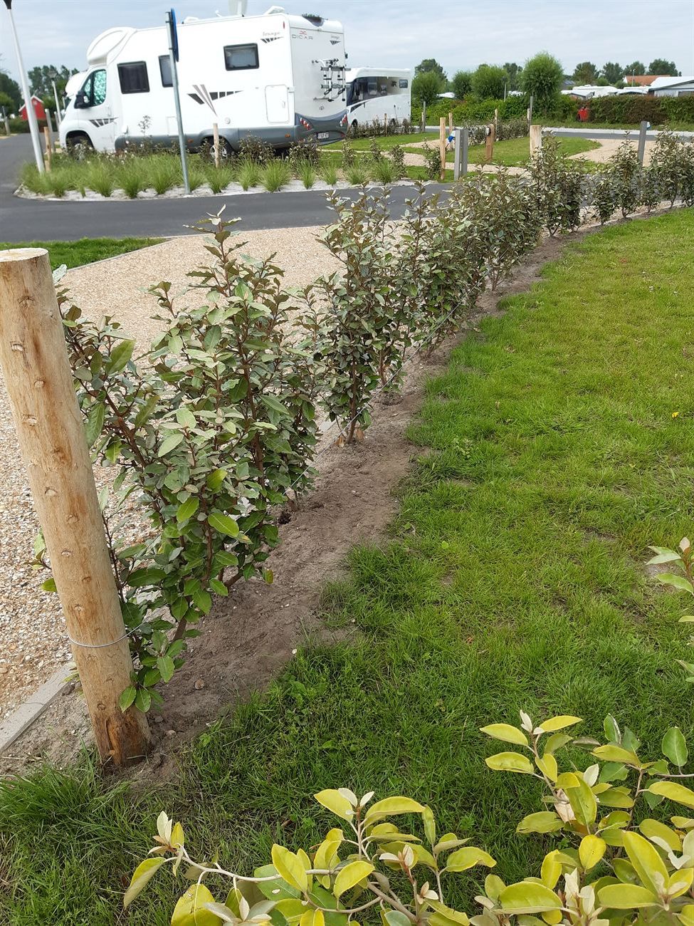 Jonge haag langs gazon en grindpad
