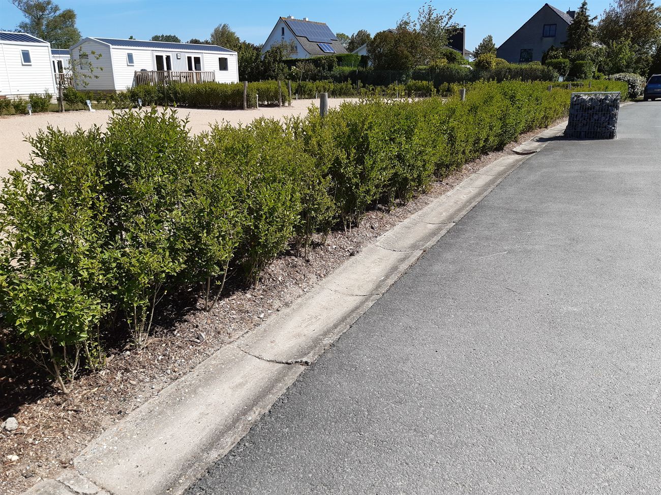 Lange haag langs een weg en groenzone