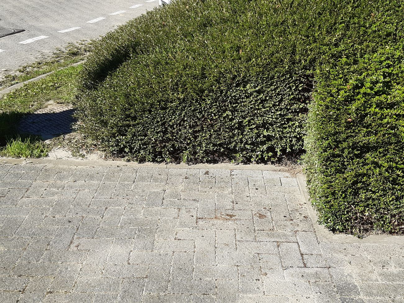 Gesnoeide haag langs voetpad en straat