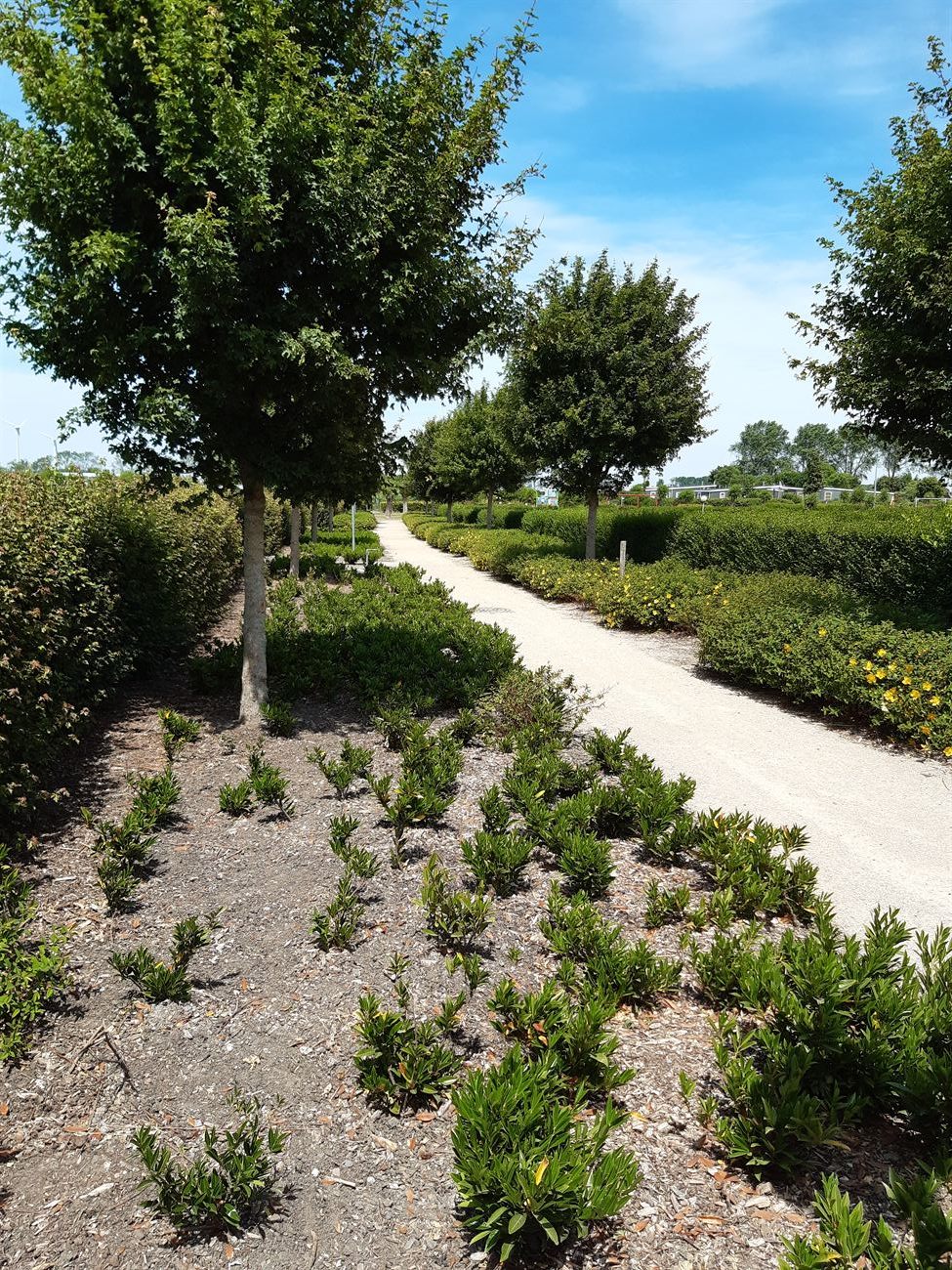 Pad met bomen, hagen en jonge beplanting