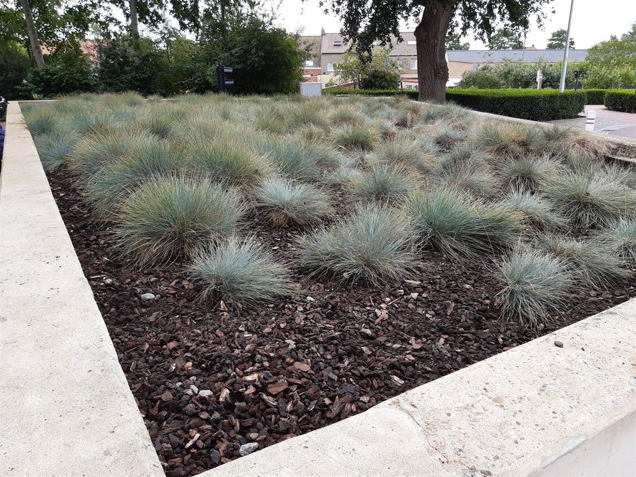 Border met siergrassen in boomschors