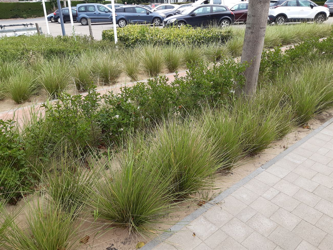 Straatborder met siergrassen, heesters en boom