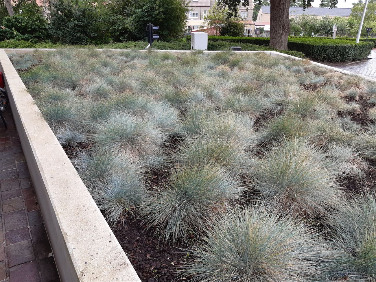 Plantvak met siergrassen en mulch