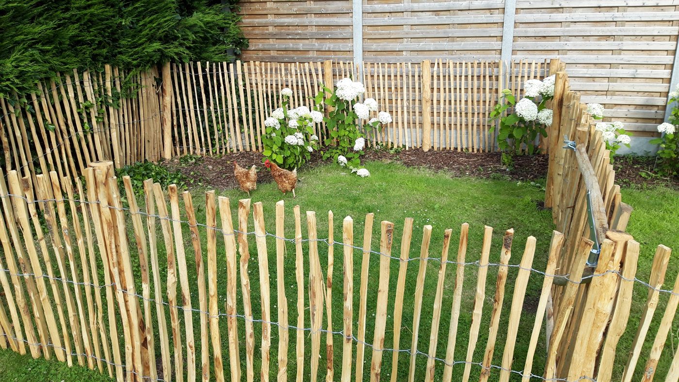 Tuin met kastanjehouten afsluiting, gazon en hortensia's