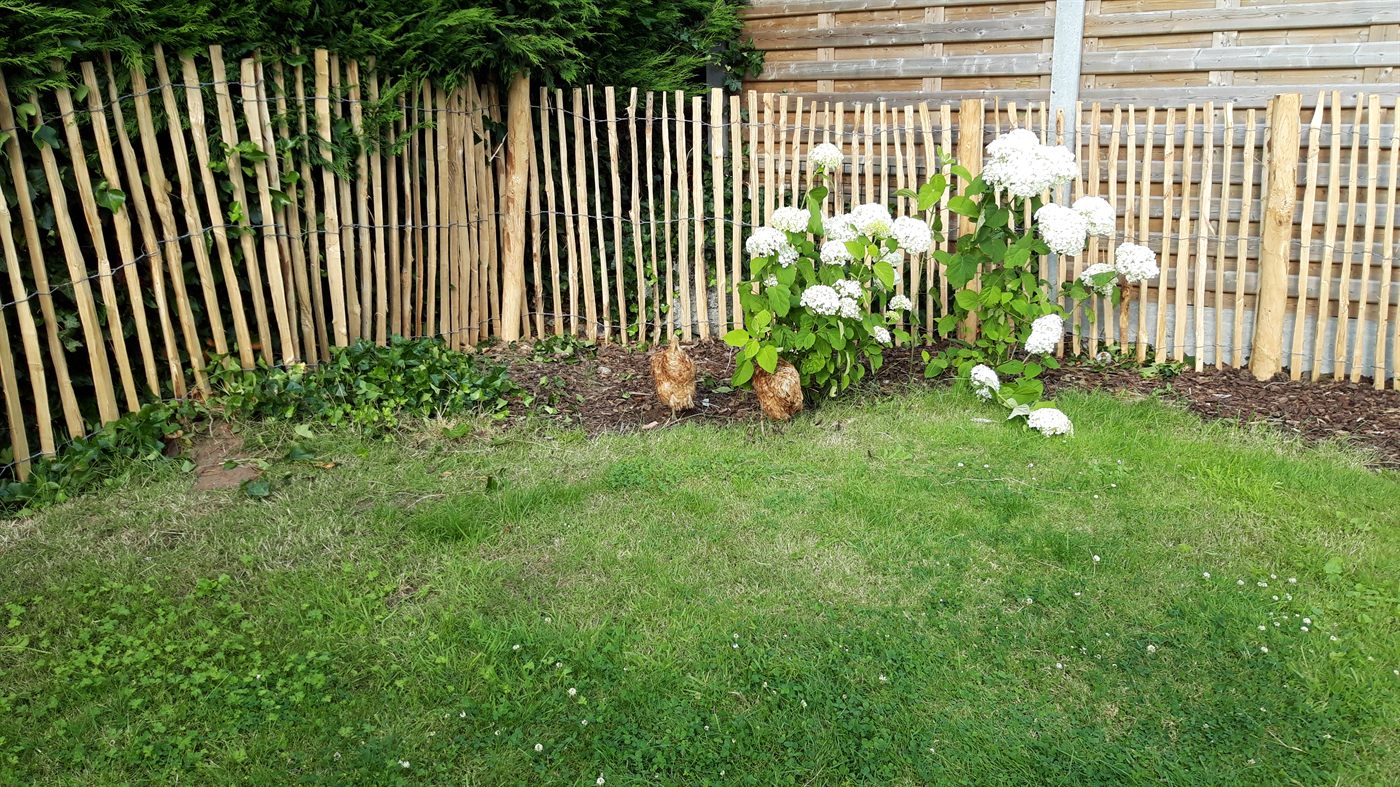 Border met hortensia's, gras en houten afsluiting